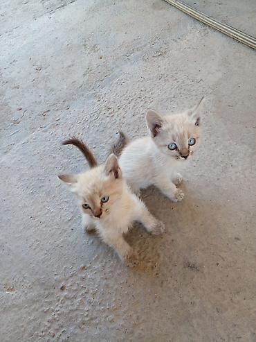 үй жаныбарлар: БЕСПЛАТНО!!! МАМА ШОТЛАНДСКАЯ ВИСЛОУХАЯ!!! Котята, помёт из нескольких — 6