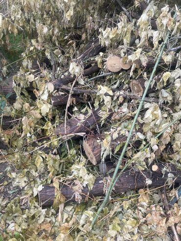 дрова ош: Отдаем дрова даром