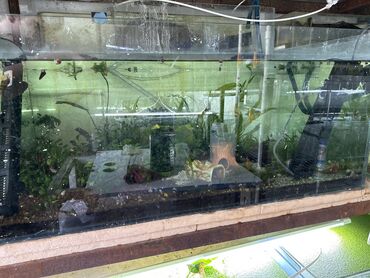 аренда животных: Продается аквариумы и оборудование для них от 50-350л