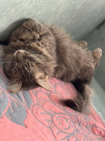 Отдам даром кошку: 1 год, Девочка, Приучена к лотку — 4