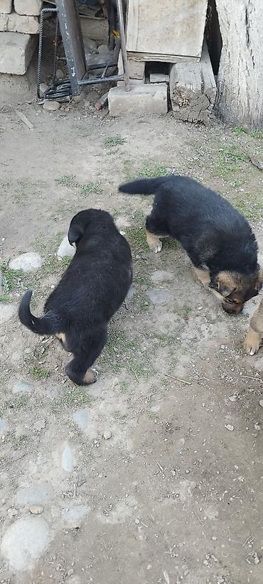 Продажа собак: Щенки немецкой овчарки - Порода: немецкая овчарка, классический — 5