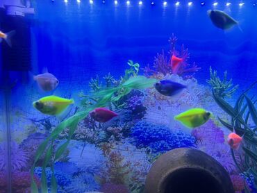 Balıqlar: Glofish, Sülhsevər, Ödənişli çatdırılma — 3