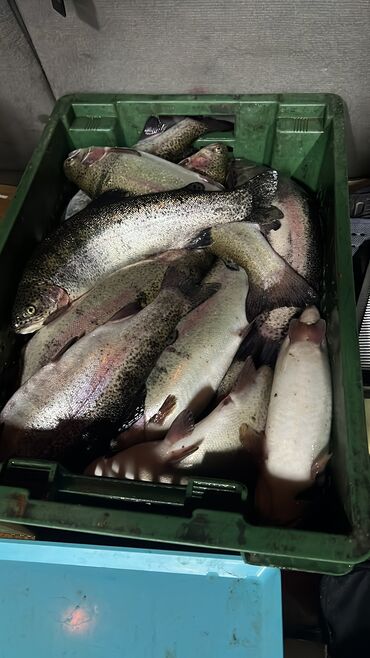 токтулар сатылат: Продаю радужную форель выращенная на артезианской воде и чистым кормом at lalafo.kg токтулар сатылат: Продаю радужную форель выращенная на артезианской воде и чистым кормом