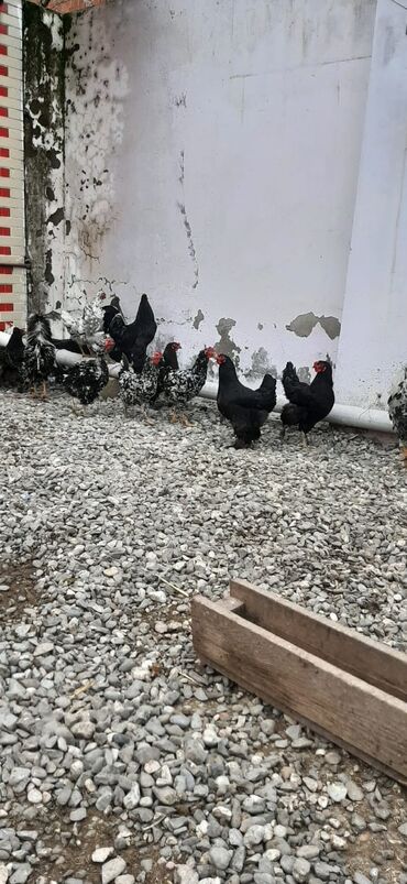 Digər quşlar: Bu toyuqların yumurtaları sifarişlə yığılıb satılır öz həyətimdədi — 5