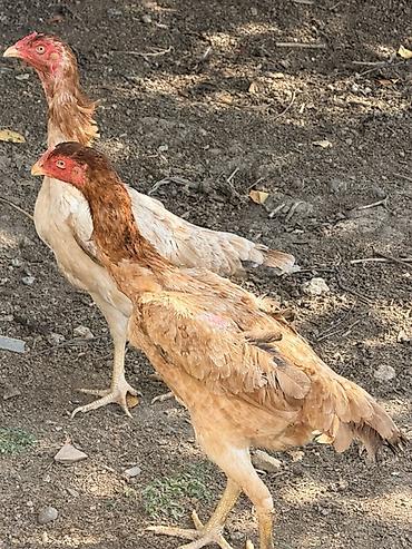 heyratı beçə: Toyuq, Damazlıq, Ünvandan götürmə, Ödənişli çatdırılma, Rayonlara çatdırılma — 1
