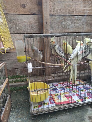 Tutuquşları: Qəfəs quslar — 2