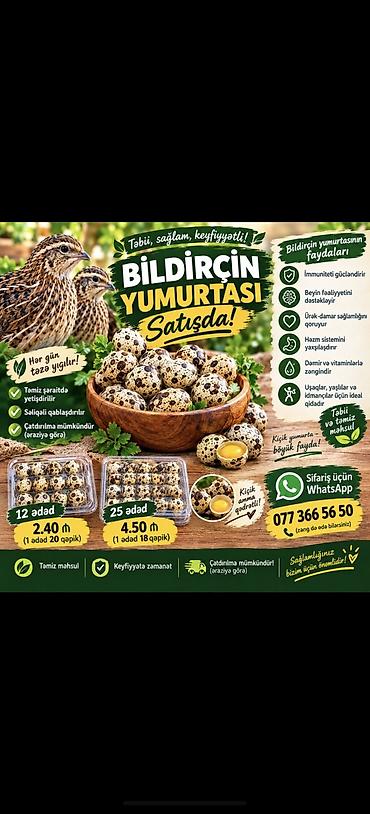 bildircin yumurtası satilir: Məhsul: Bildirçin yumurtası Təsvir: - Təbii, təmiz şəraitdə — 4