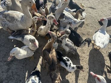 Ördəklər: Salam Aleykum Satılır Ördək Qaz Ördək Cücəsi Toyoq 36 Ədəd Lal Ördək — 38