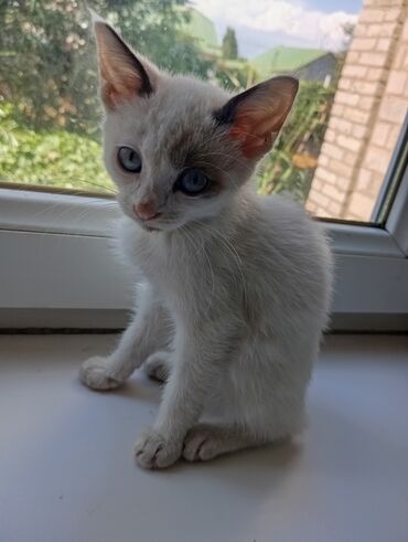 котенок даром: Котенок 2-1-месяца мальчик,очень пугливый,ласковый,к лотку