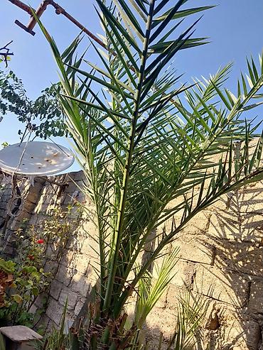 palma agaci satilir: Azı 15 ilin ağacidi Xurma (xurma xurması, Phoenix dactylifera) – həyət — 3