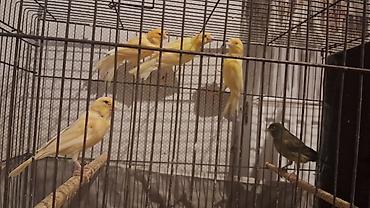 quşlar: Erkək və dişilər hər qiymətə var — 3