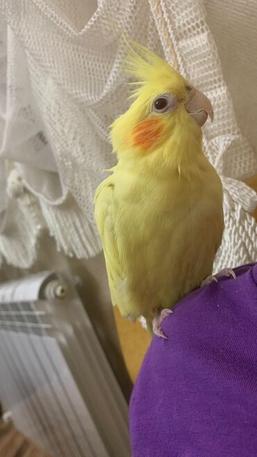 Tutuquşları: Növ: Korella papuqayı (cockatiel), sarı rəng 6 aylıgdır Erkek cinsidir — 5