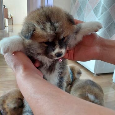 heyvanlar it: Akita-inu, 1 ay, Erkek, Sənədli