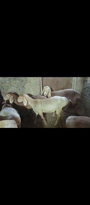 Сатам | Козу | Арашан | Көбөйтүү үчүн | Токту — 6
