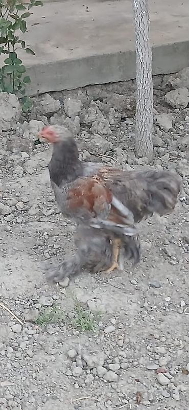 qaz toyuq: Satılır: lələkli ayaqlı yerli toyuq-xoruzlar (Brahma tipli) — 4