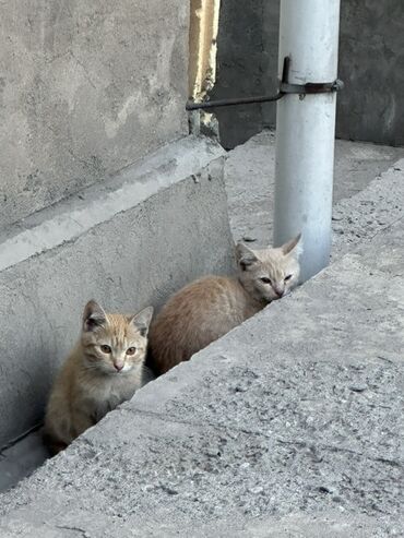 отдам котят в хорошие руки бишкек: Кошка даром: Беспородная, Мальчик