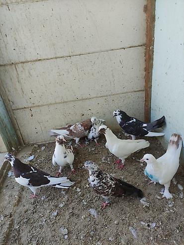 bulbul quşu satışı: Salam 8 ədəd tutulma, sağlam quşlardır. Hamısı 35 AZN Əbreş ərkey — 5
