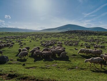 Пастухи: Требуется Пастух, Оплата Ежемесячно, Питание