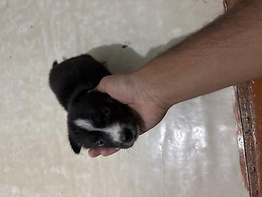 itle barter: 1 ay, Erkək — 3