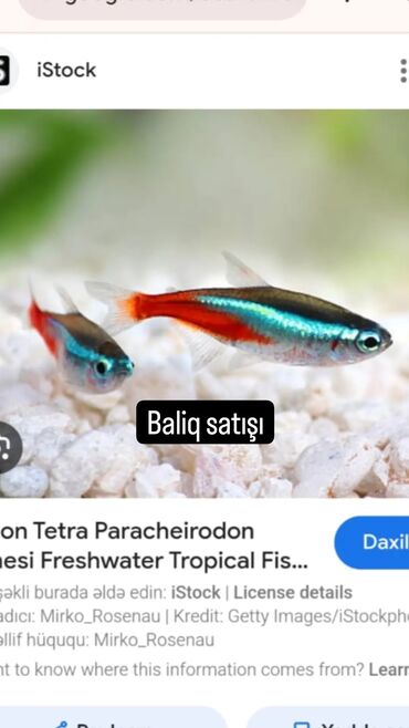 Рыбы: Süvəlan akvarium baliq satisi əlaqə nöm