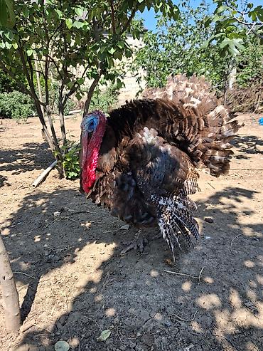 o şamo: Dişi, Amerika, Damazlıq, Rayonlara çatdırılma — 4