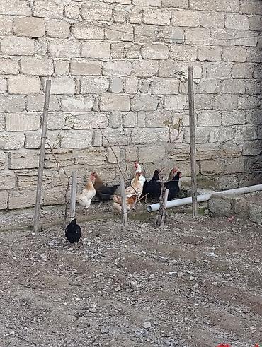Toyuq, Yumurtalıq lalafo.az -da Toyuq, Yumurtalıq