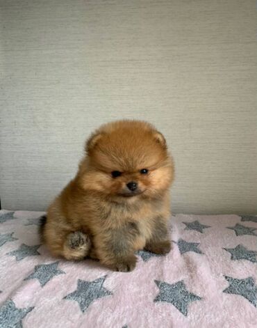 mini pomeranian qiymeti: Şpitz, 2 ay, Erkek, Sənədli