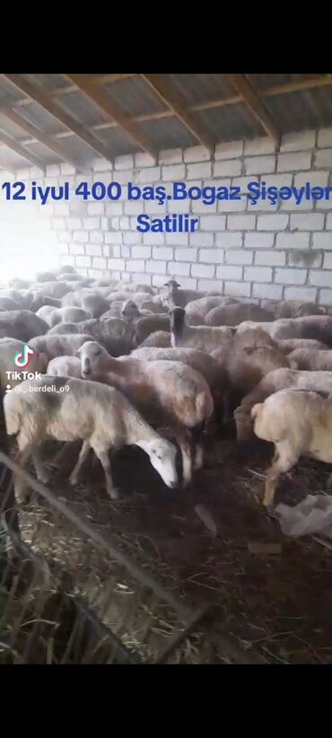 heyvan bazari inekler: 12 iyul 120 baş bogaz Şişəklər Satilir