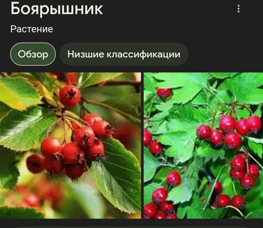 Другие овощи: КУПЛЮ БОЯРЫШНИК очень нужен для поправки здоровья