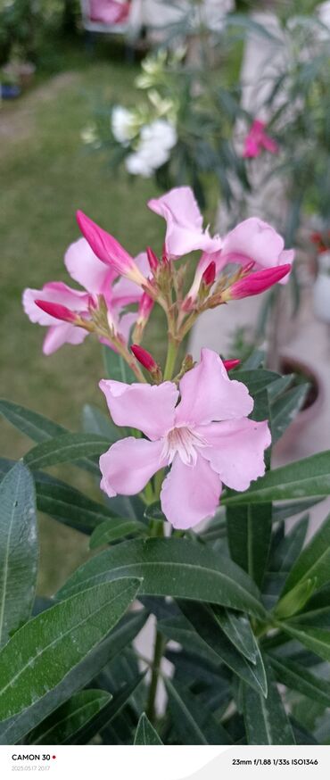 Садовые цветы и кустарники: Саженцы цветка — 19