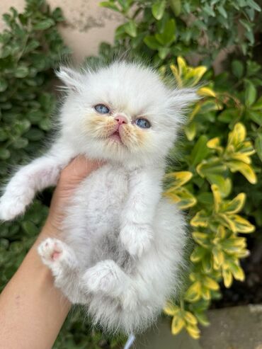 Pişiklər: Şotland yastı qulaq, Erkək, Dişi, Yaxşı əllərə, Ünvandan götürmə, Pulsuz çatdırılma, Ödənişli çatdırılma — 105