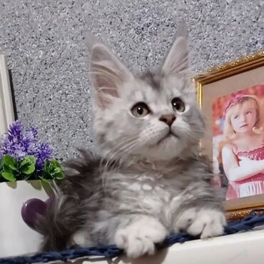 акыр сатам: Продаються котята породы Мейн Кун,редкого дорогого окраса,привитые