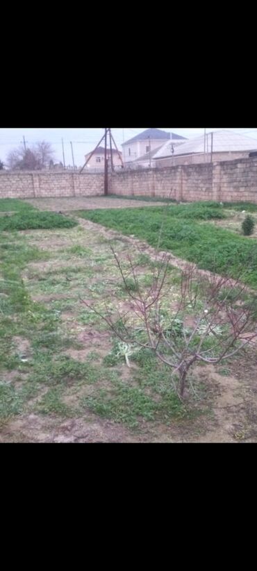avaxil kendi: 5 sot, Kənd təsərrüfatı