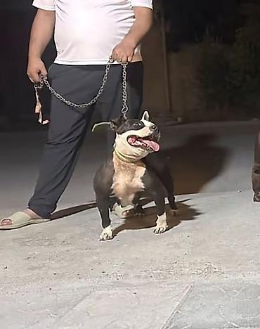 pincer iti: Pitbul, 4 il, Ünvandan götürmə — 1