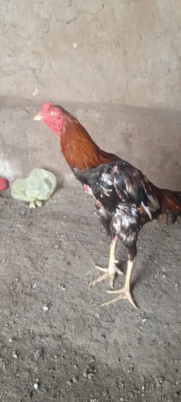 Haima: Xoruz, il: 2, Ünvandan götürmə