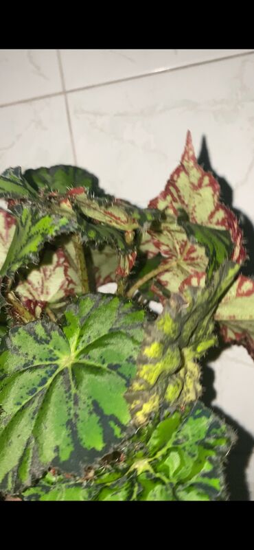 Otaq bitkiləri: Beqonya yarpaqlari koklu biri 1 azn. Minimum 5 ede satilir. Catdirilma — 3