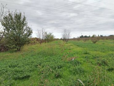 Torpaq sahələrinin satışı: 130 sot, Tikinti, Kupça (Çıxarış) — 26