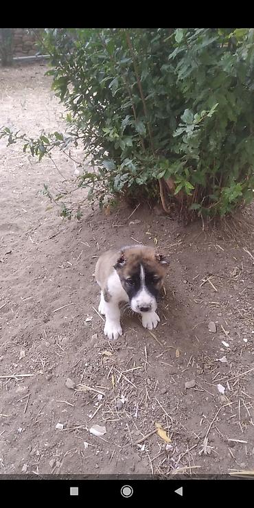 çau çau köpek: Alabay — 5