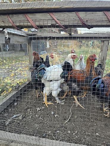 корейские куры: Продаю | Куры | Домашняя | Для разведения — 5