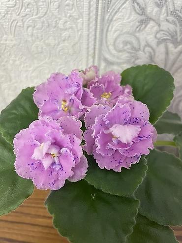 Фиалки и глоксинии: Фиалочки!!! Продам: 1. Укорененные черенки стандартных сортовых — 5