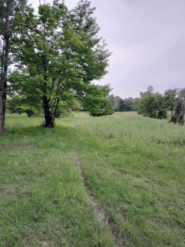 Torpaq sahələrinin satışı: 75 sot, Tikinti, Maklerlər narahat etməsin, Kupça (Çıxarış) -da lalafo.az — 5 Torpaq sahələrinin satışı: 75 sot, Tikinti, Maklerlər narahat etməsin, Kupça (Çıxarış) — 5