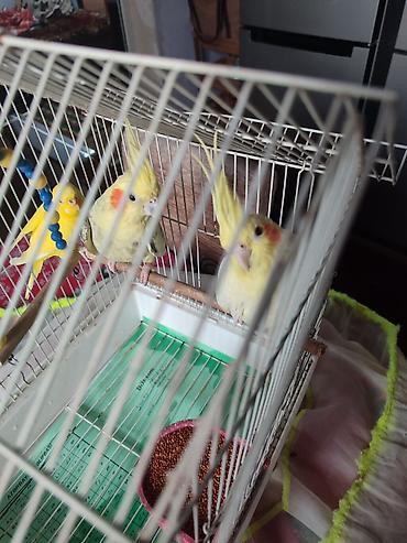3quş hansı birlkd kefesl birlikdə satlir iki cütdr bir tekir