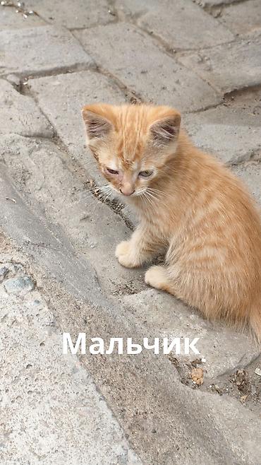 Животные: Отдаю в добрые руки котят потомственных охотников-крысоловов один — 9