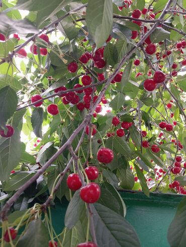 чечил цена бишкек: Чие Чекене, Өзү алып кетүү