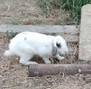 rizen dovşan: Ağ rəngli, uzunqulaq ev dovşanı (lop-eared tip). Yumşaq, sıx tüklü — 2