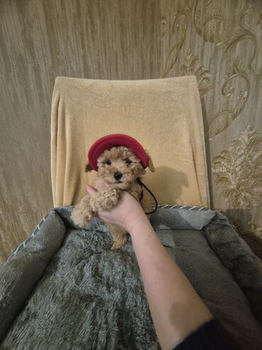 İtlər: Pudel, 2 ay, Erkek, Peyvəndli — 2