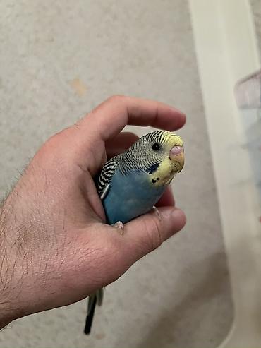 Tutuquşları: 🦜 Xüsusi Danışan Macha – 3 Aylıq Erkək Bala 🦜 Seçilmiş baxım və — 3