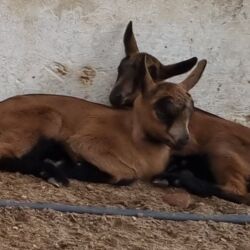 Keçi, çəpiş: Saanen/Anglo-Nubian tipli südlük keçi sürüsü - Fotoşəkillərdə görünən — 6