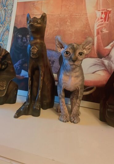 котята даром: Sfinks, Dişi, Yaxşı əllərə, Ünvandan götürmə