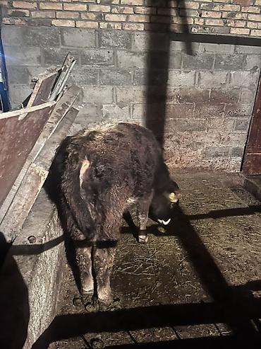 Коровы, быки: Продаю | Бык (самец) | На откорм | Привязанные — 8